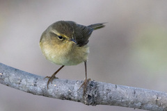 Phylloscopus canariensis