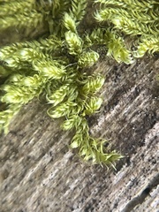 Callicladium imponens