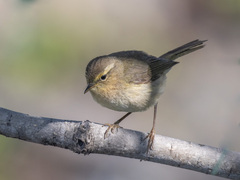 Phylloscopus canariensis