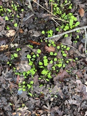 Claytonia