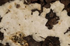Pachyphlodes