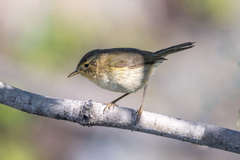 Phylloscopus canariensis