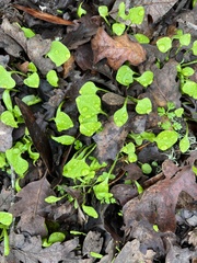 Claytonia