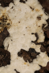 Pachyphlodes
