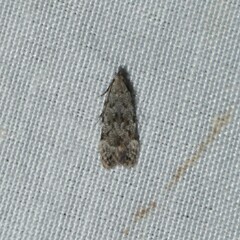 Anacampsis conclusella