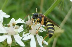 Argogorytes mystaceus