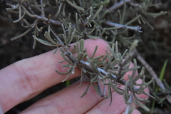 Rhamnus lycioides