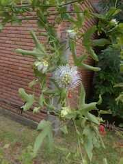 Passiflora tucumanensis