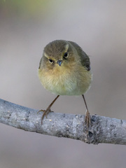 Phylloscopus canariensis