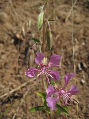 Clarkia borealis borealis