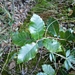 Auzende's Oak - Photo (c) Lou Valence, some rights reserved (CC BY-NC), uploaded by Lou Valence