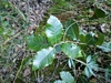 Auzende's Oak - Photo (c) Lou Valence, some rights reserved (CC BY-NC), uploaded by Lou Valence