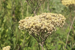 Helichrysum pallidum