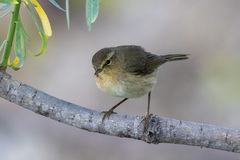 Phylloscopus canariensis