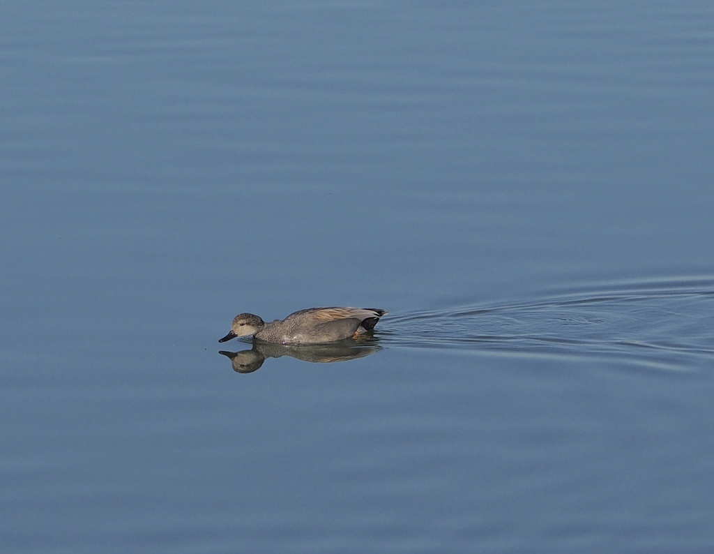 gadwall-from-dallas-tx-usa-on-february-03-2023-at-03-47-pm-by-laura