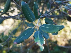 Quercus ilex