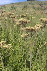 Helichrysum pallidum