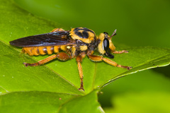Laphria saffrana