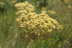 Helichrysum pallidum
