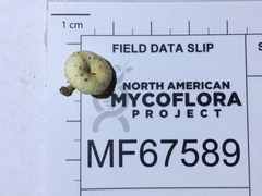 Lentinellus subaustralis