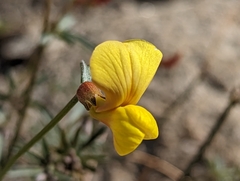 Acmispon rigidus