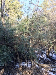 Ligustrum quihoui