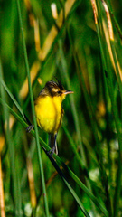 Pseudocolopteryx sclateri