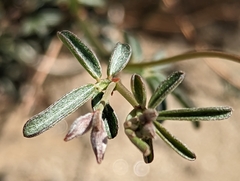 Acmispon rigidus