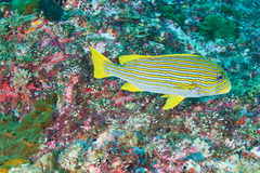Plectorhinchus polytaenia