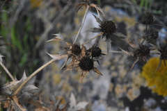 Eryngium campestre