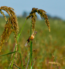 Sporophila ruficollis