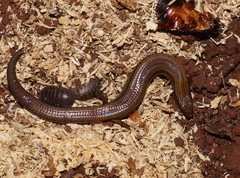 Calyptotis scutirostrum