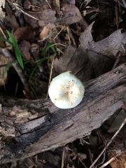 Lentinellus subaustralis