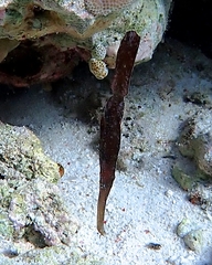 Solenostomus cyanopterus