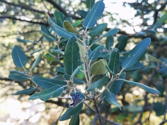 Quercus ilex