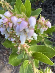 Arctostaphylos montaraensis