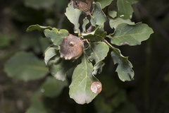 Andricus sternlichti