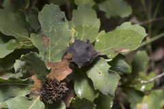 Andricus sternlichti