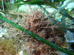 Cladostephus spongiosus