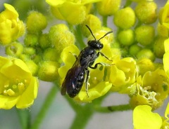 Lasioglossum laeve