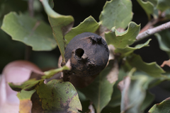 Andricus sternlichti