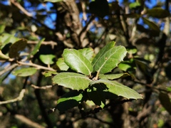 Quercus ilex