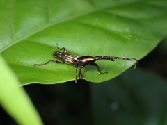 Raphirhynchus panamensis