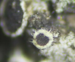 Phaeophyscia ciliata