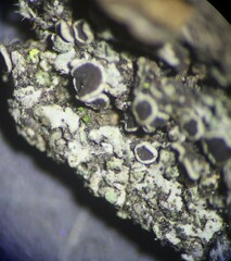 Phaeophyscia ciliata