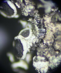 Phaeophyscia ciliata