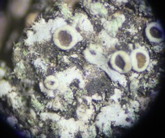 Phaeophyscia ciliata