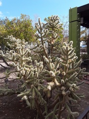 Cylindropuntia fulgida