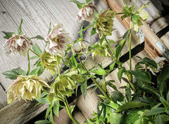 Helleborus orientalis