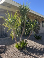 Yucca gigantea